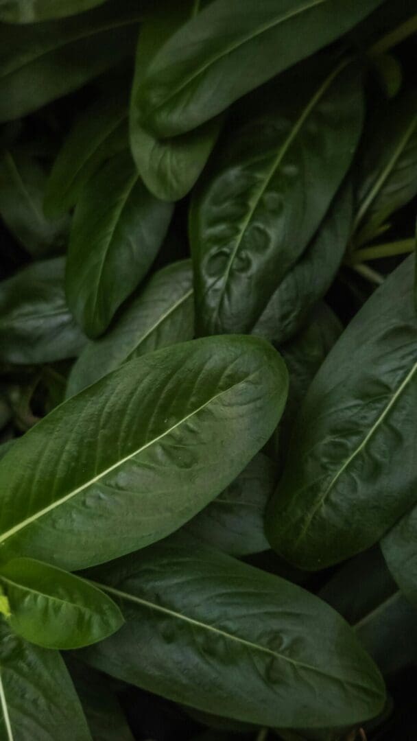 natural treatment for endometriosis